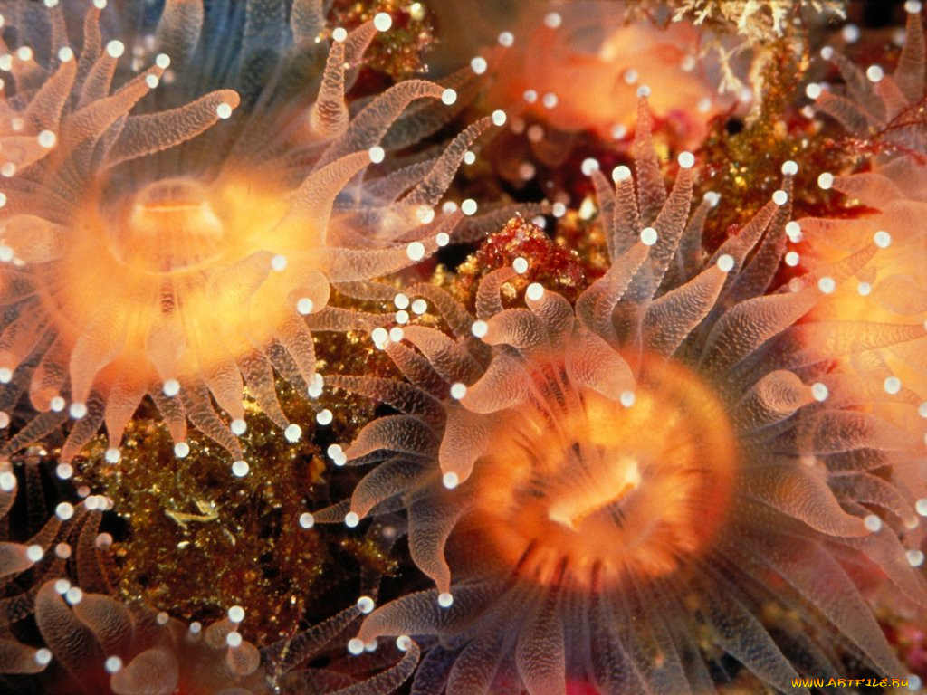 golden, cup, coralls, anacapa, island, california, , , 